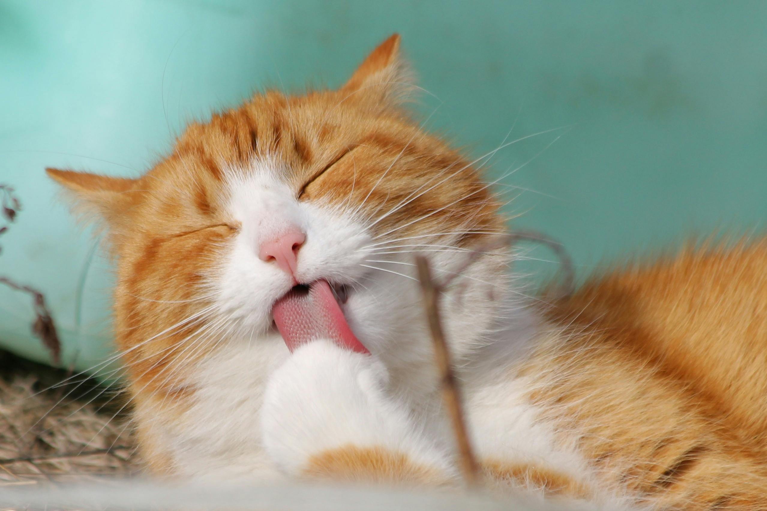 Playful Cat - Before